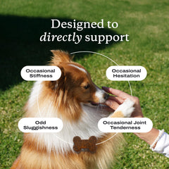 PetLab Co Joint Care Chews dog mobility focus shows convenient daily dosing.