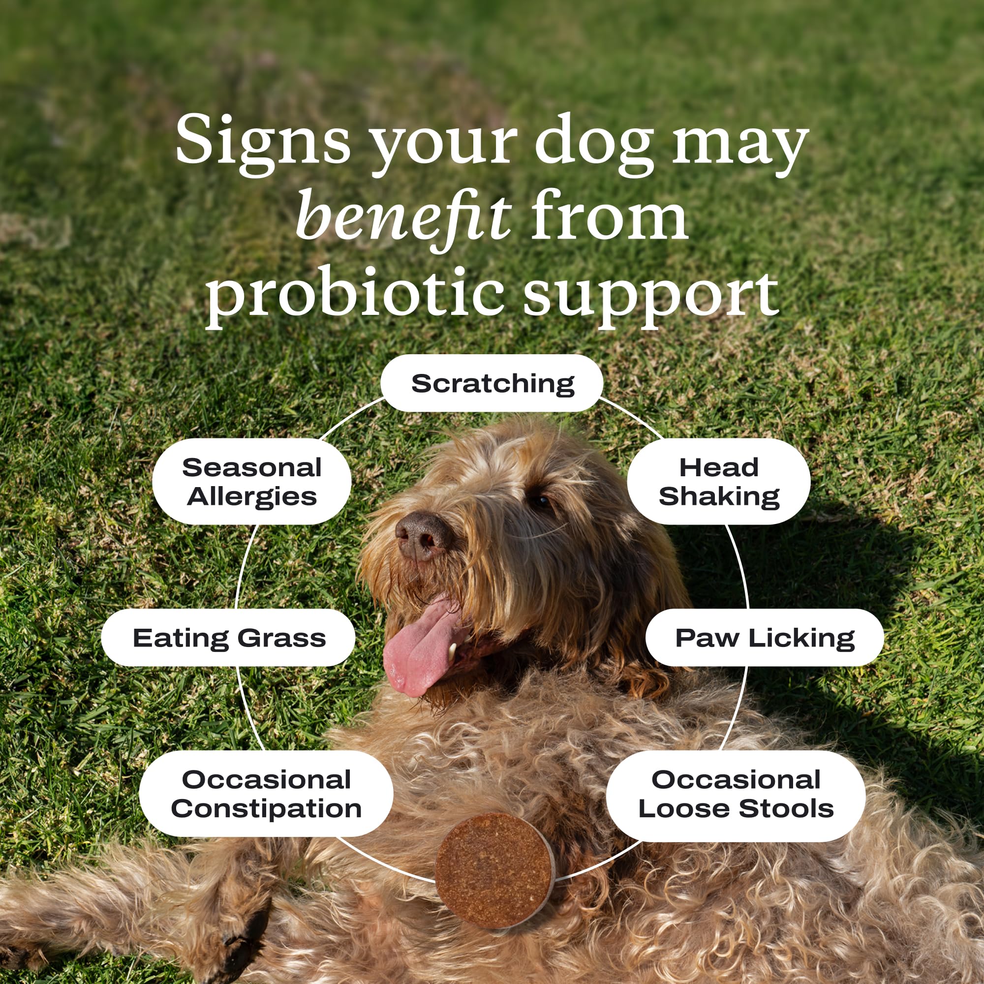PetLab Co. Probiotics for dogs soft chews close-up highlighting pork flavor for easy feeding