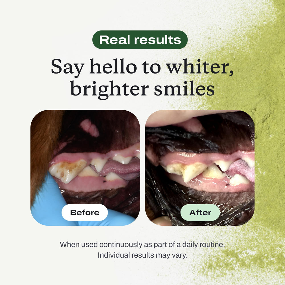 PetLab Co ProBright is vet-reviewed for canine dental care