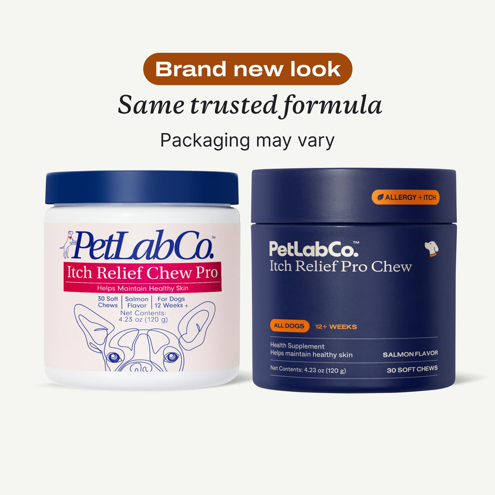 PetLab Co Salmon Itch Relief Chew in a dog bowl scene with salmon flavor.
