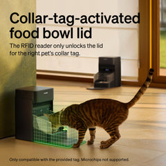 PETLIBRO RFID feeder cat-tag activation demonstrates secure access to food.