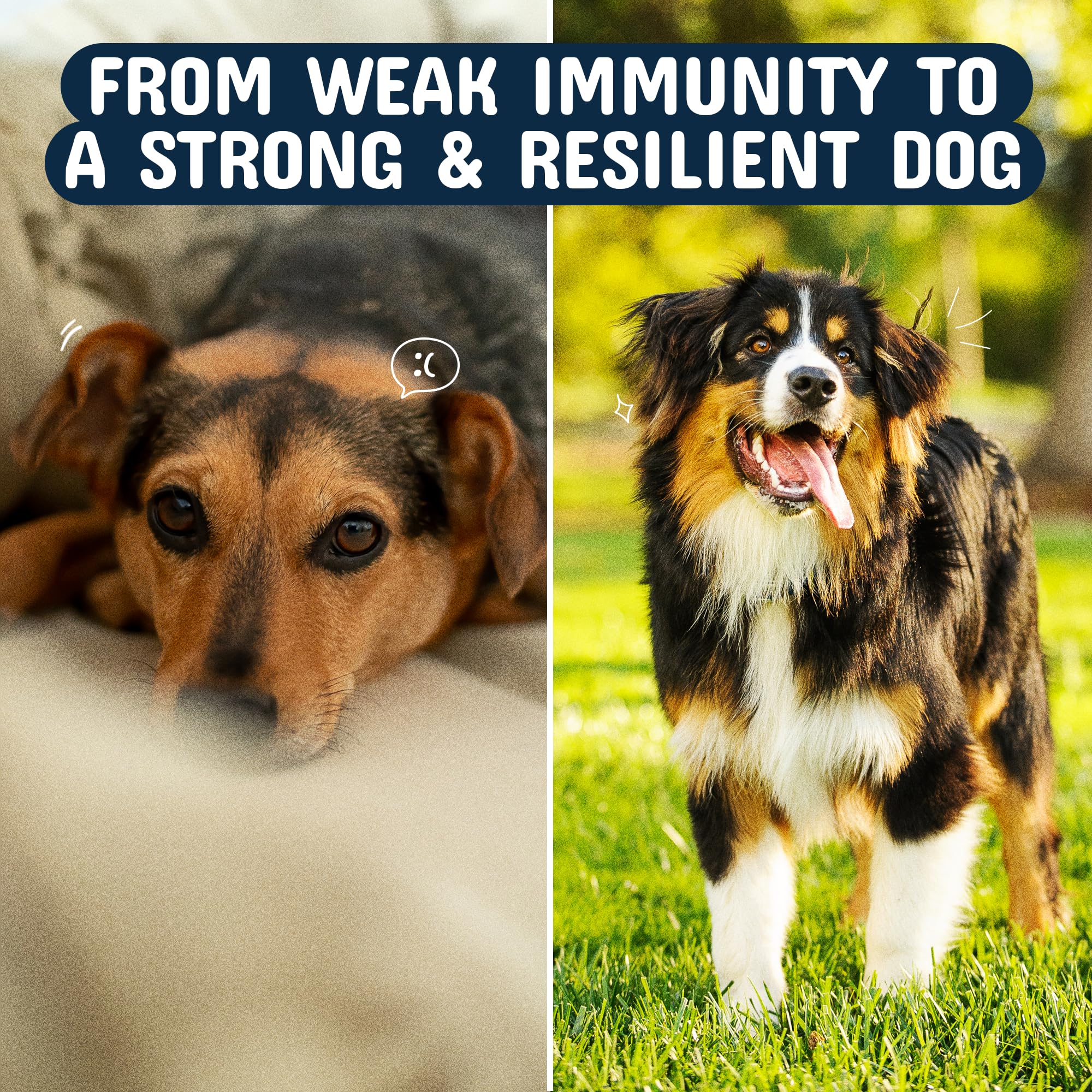 Dog enjoying a chew from Pets Are Kids Too for tasty daily use.