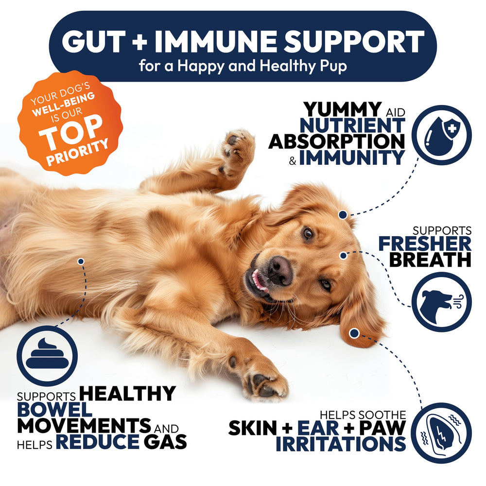 Petsology dog probiotics chews offered during a dog treat time.