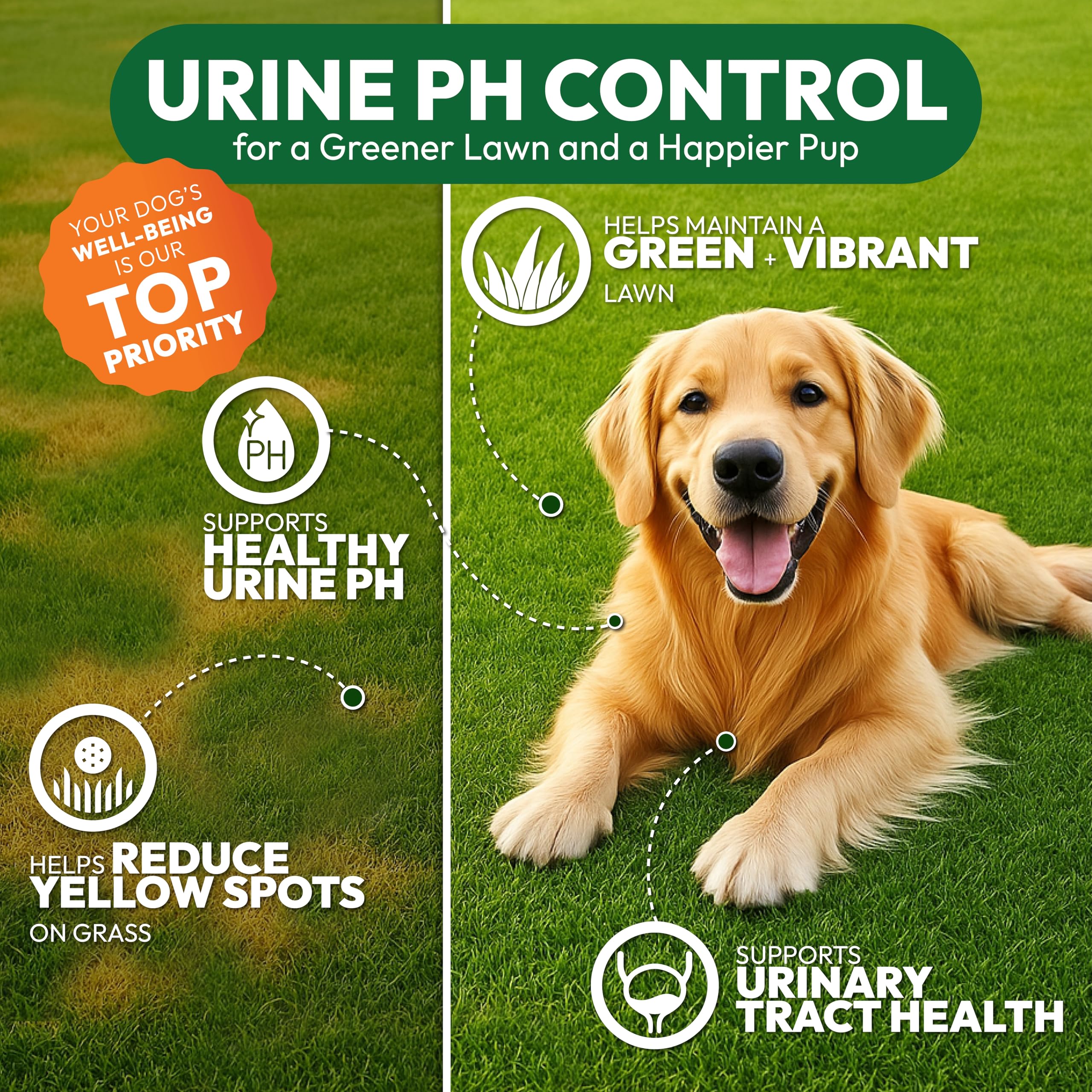 Petsology probiotics and enzymes chews shown in a bowl