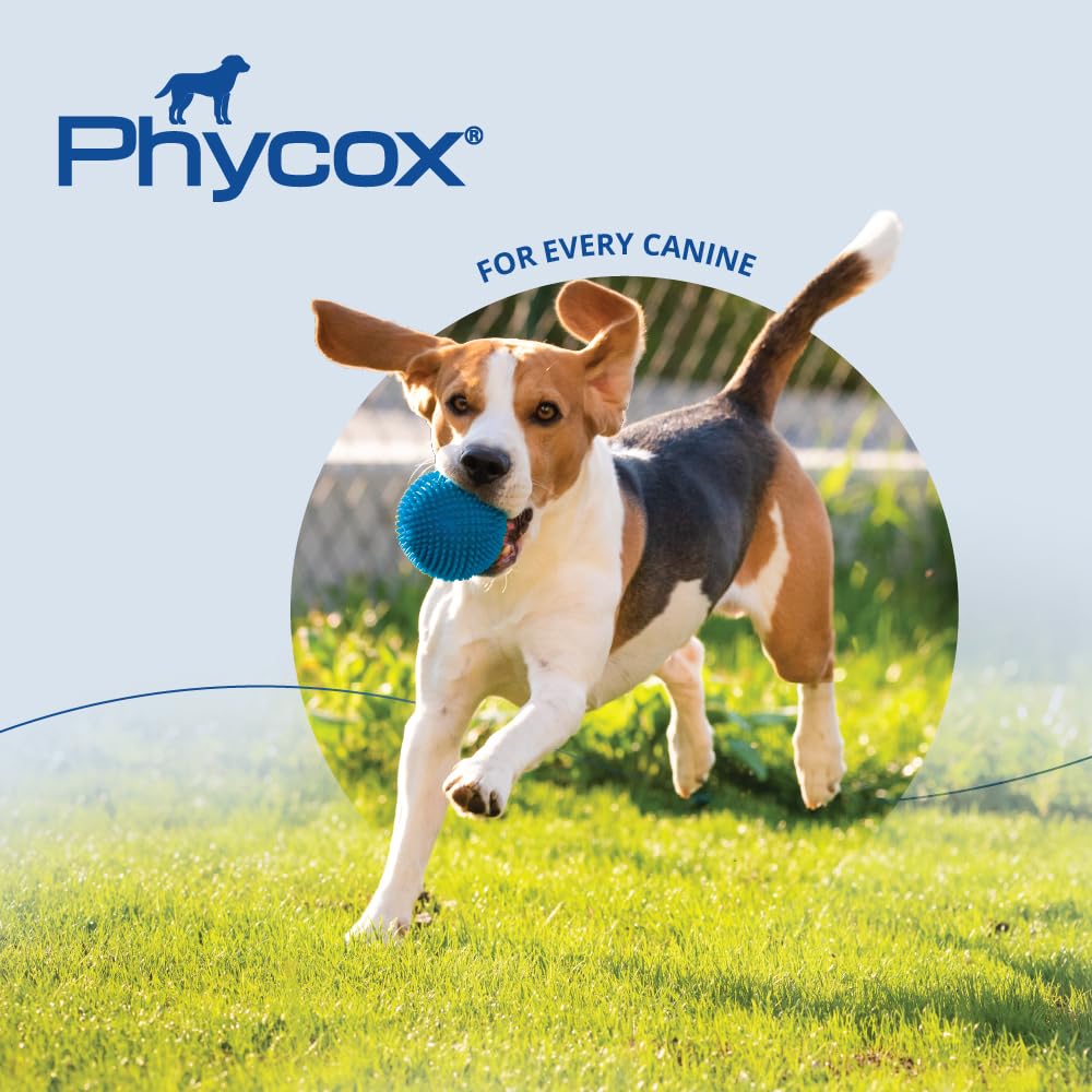 PhyCox dog active outdoors: supports enjoyable play and exploration.
