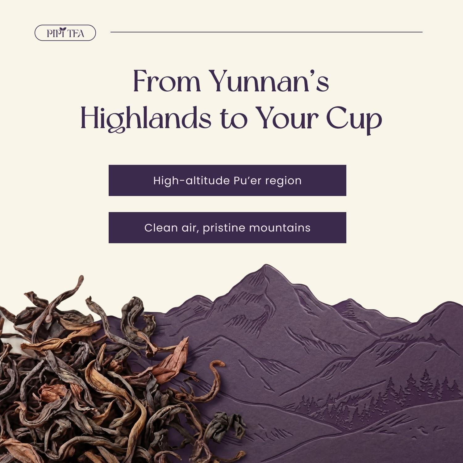 Calm-focused ritual with PiPi Tea supports a relaxed mood.