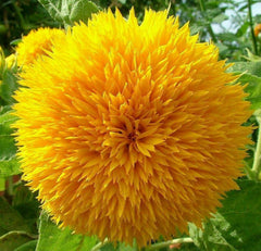 PLANTMEW seeds in hand show abundance for a bright garden.