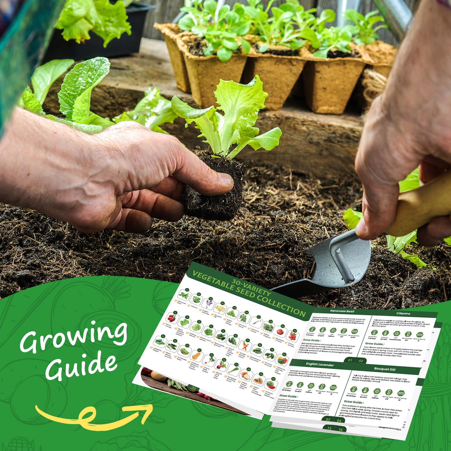 PLANTMEW Beefsteak Tomato seeds for juicy, homegrown fruits