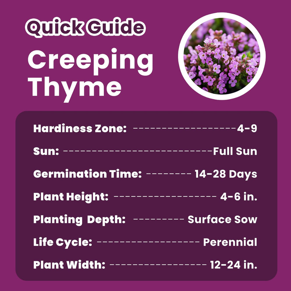 PlantMew bees and butterflies drawn to thyme flowers in pollinator-friendly beds.