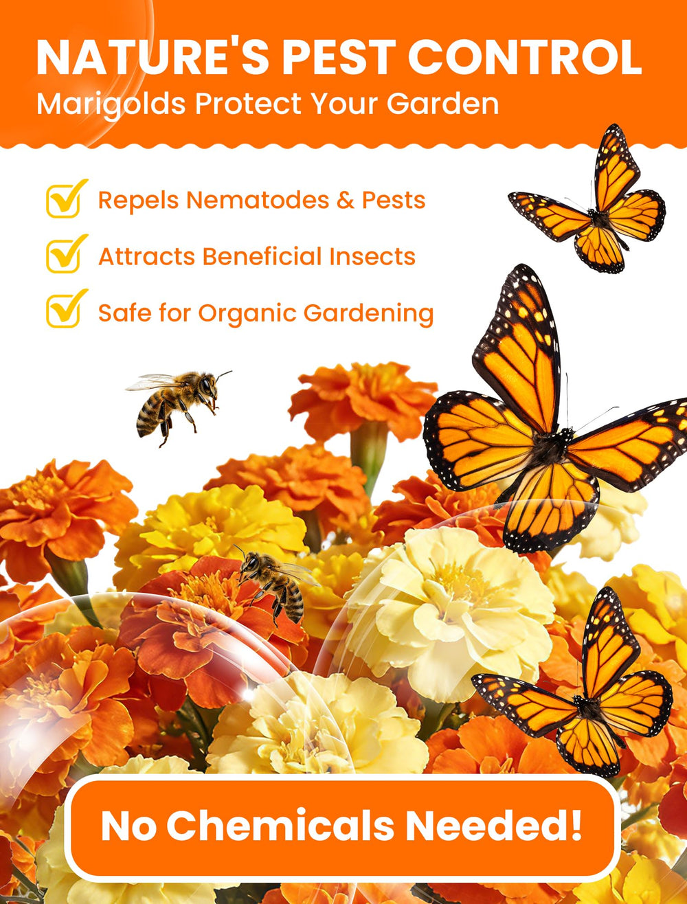 PlantMew garden border marigolds attract pollinators.