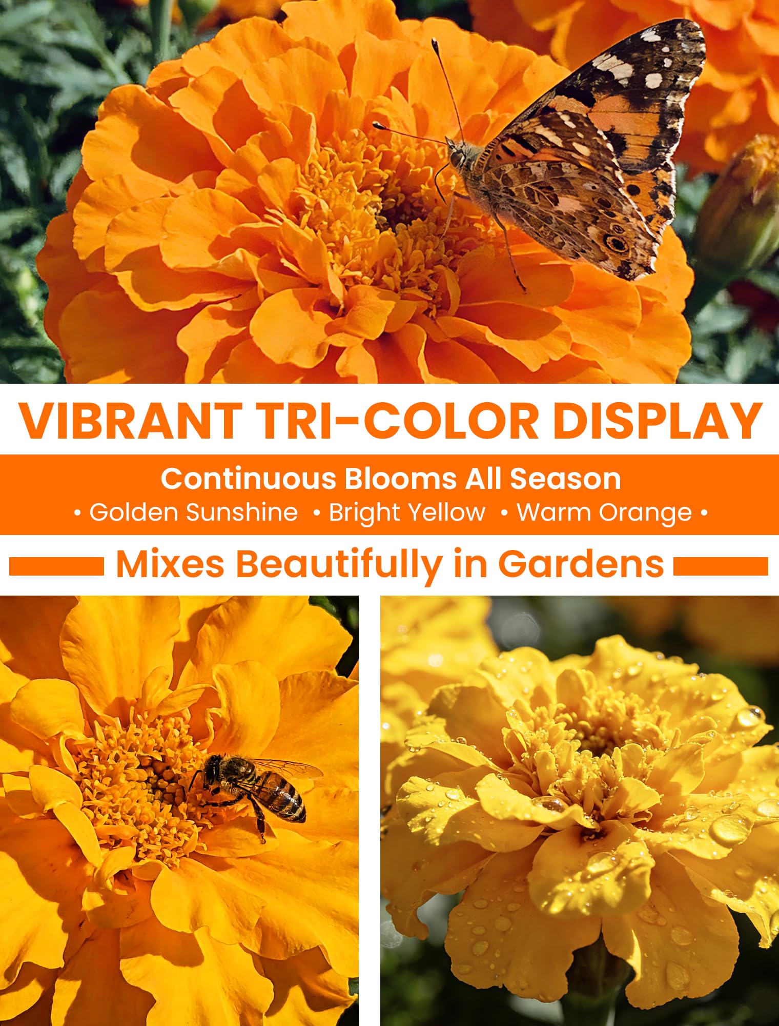 PlantMew compact marigold plants grow 6–10 inches tall.