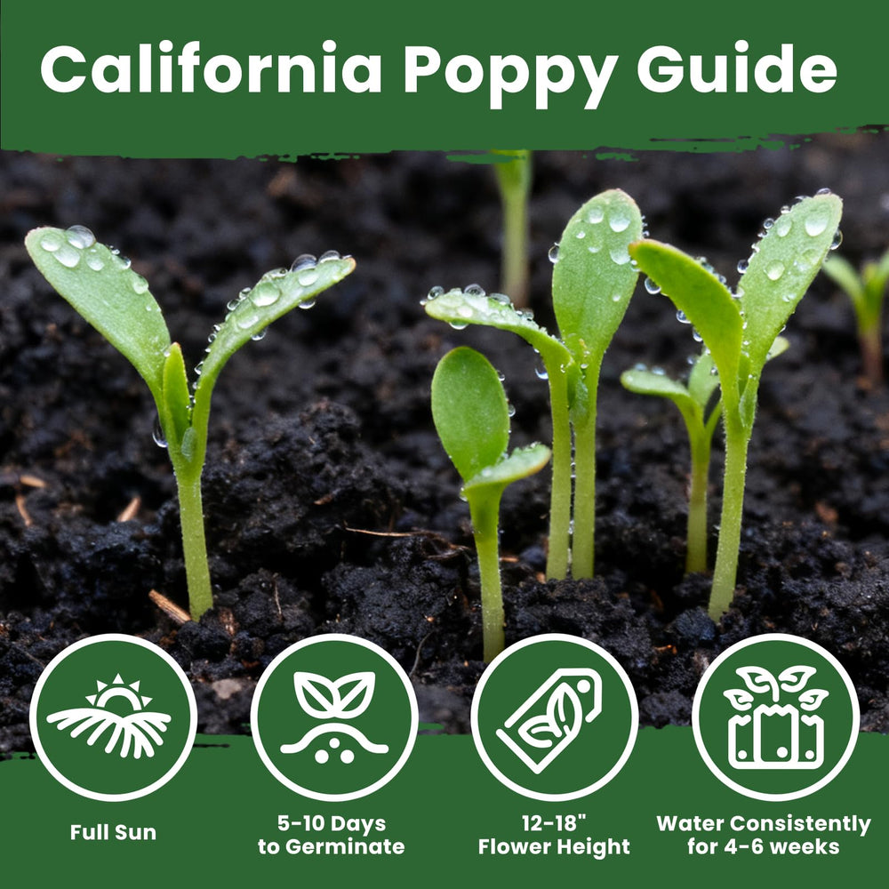PlantMew seeds cover up to 50 sq ft for vibrant color.