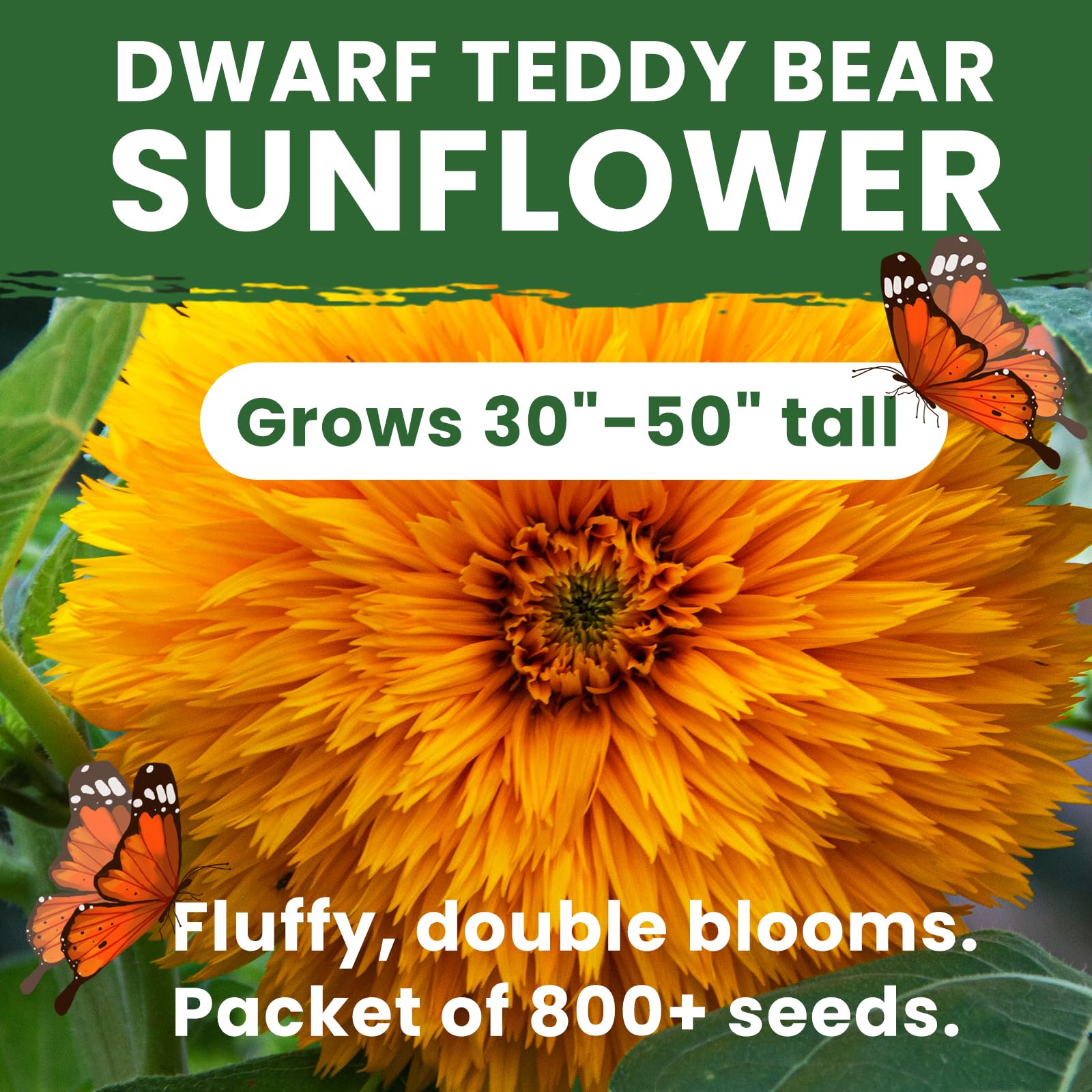 PLANTMEW sunflower blooms with fluffy yellow petals and charm.