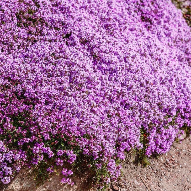 PlantMew ground-cover mat forming a lush lawn alternative along pathways.