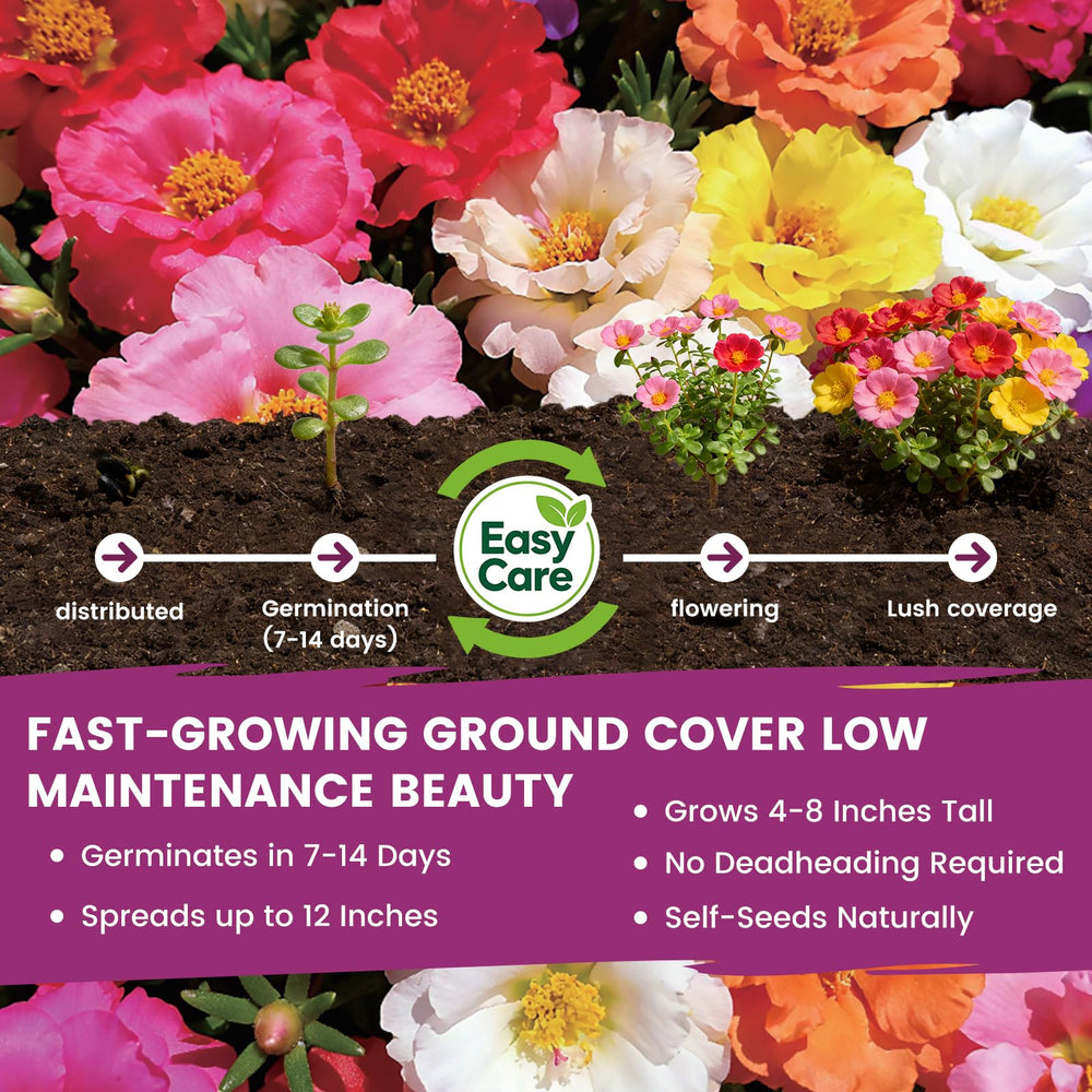 PLANTMEW moss rose germination in warm soil promotes quick growth