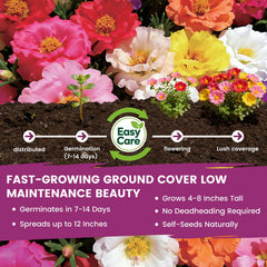 PLANTMEW moss rose germination in warm soil promotes quick growth