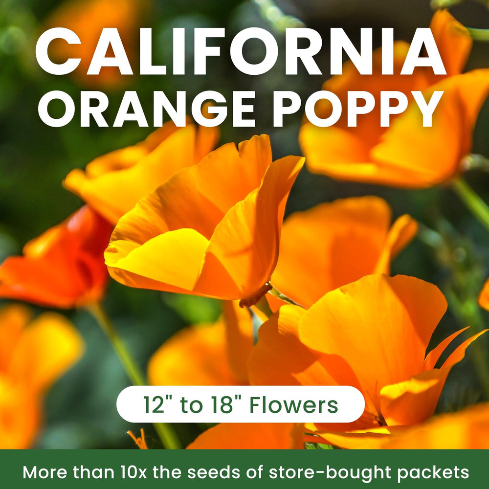 PlantMew resealable packaging keeps seeds fresh for ongoing planting sessions.