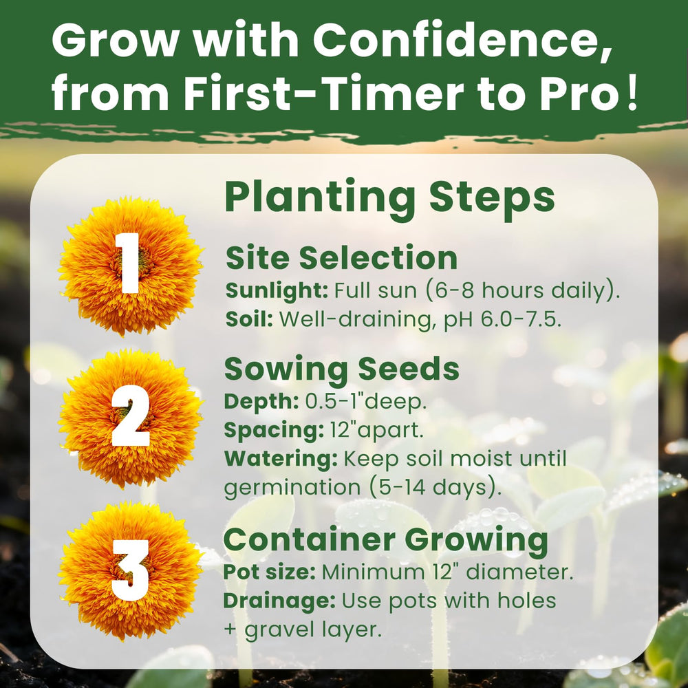 PLANTMEW sunflowers in full bloom brighten outdoor spaces.