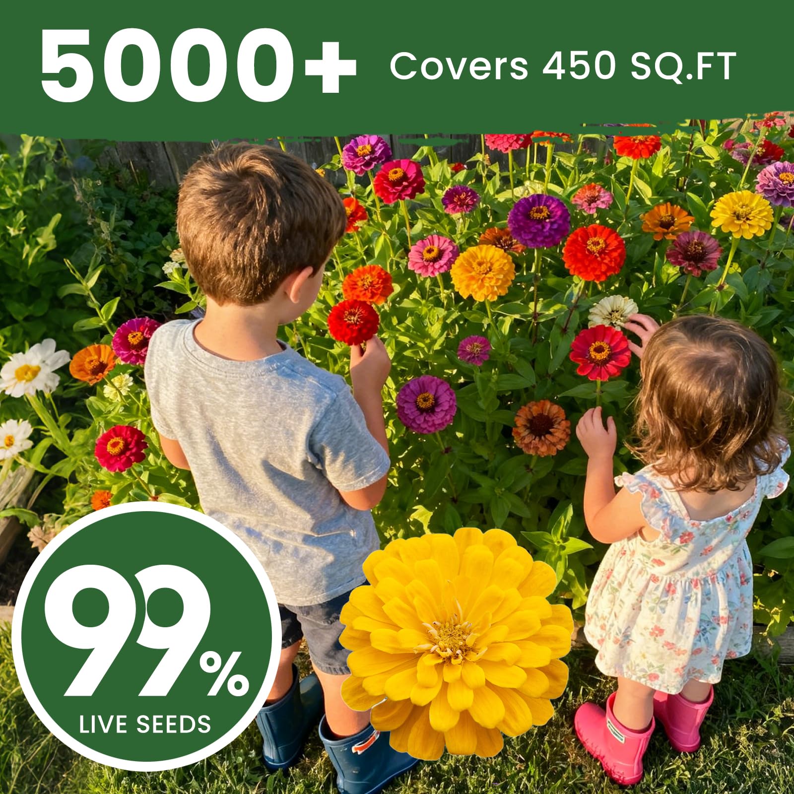 PLANTMEW bed-ready zinnia seeds brighten borders all season.