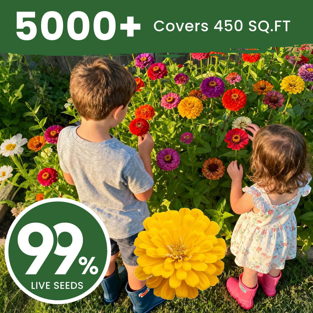 PLANTMEW bed-ready zinnia seeds brighten borders all season.