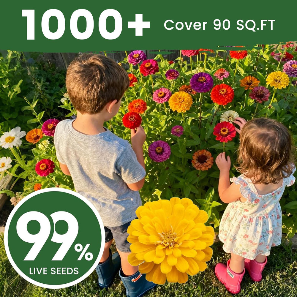 PLANTMEW zinnias attract butterflies and pollinators in sunny gardens.
