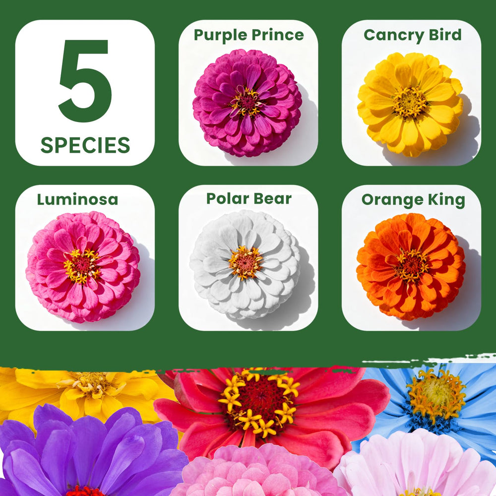 PLANTMEW drought-tolerant zinnias thrive with minimal watering.