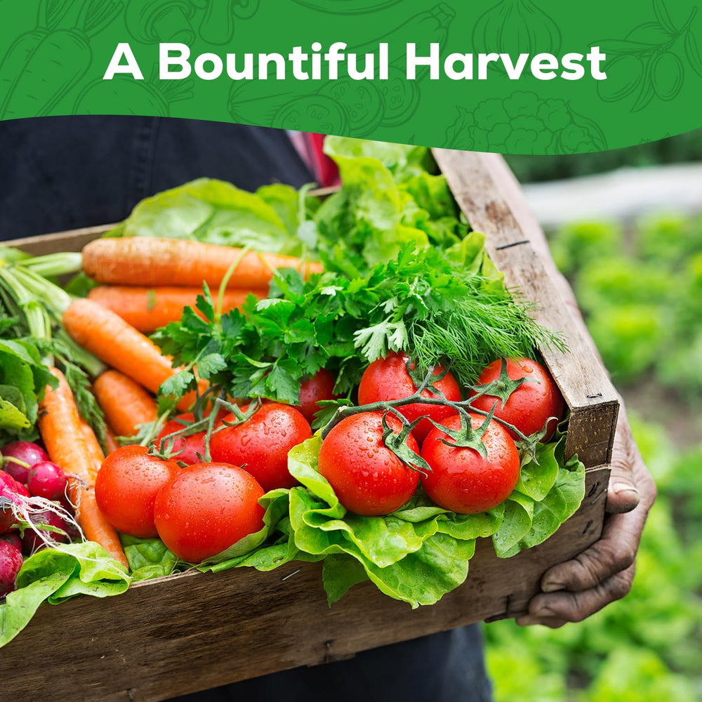 PLANTMEW Zucchini seeds for high-yield summer harvests