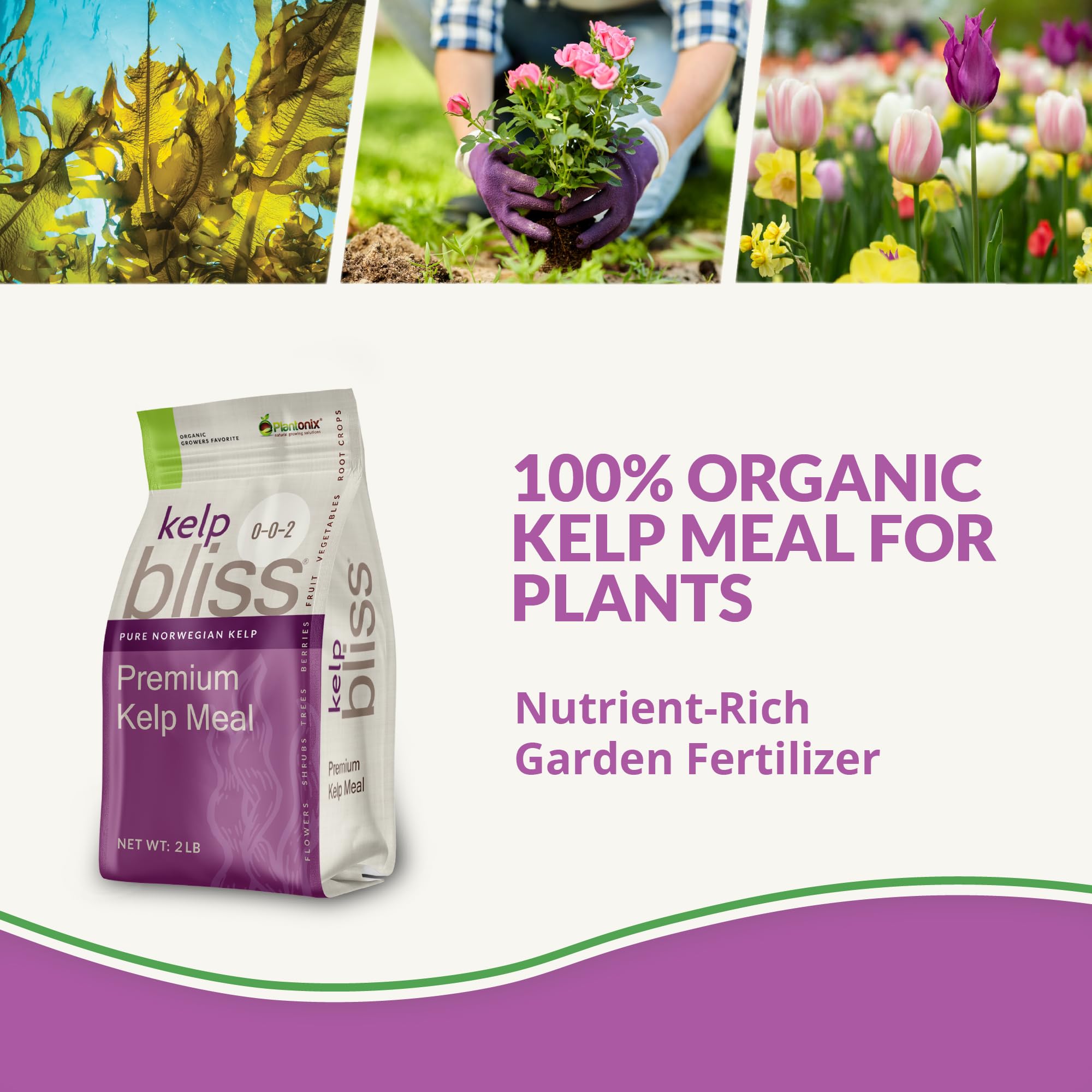 Plantonix Kelp Meal powder texture for balanced minerals that boost nutrient uptake