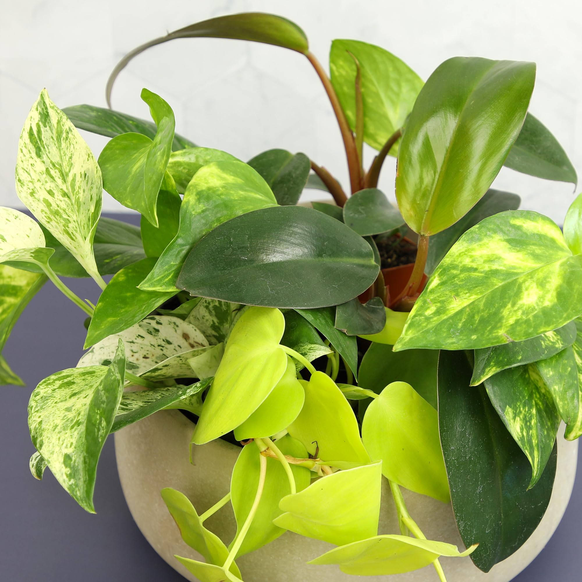 Plants for Pets Epipremnum aureum variegated mix in modern interiors