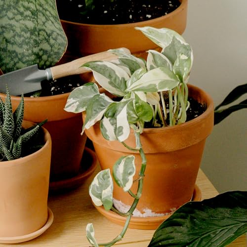 Plants for Pets golden pothos adds warm, easy-going color.