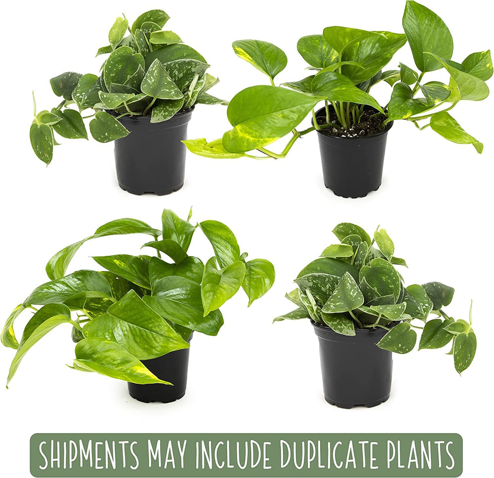 Plants for Pets hawaiian pothos brings lush tropical vibes.