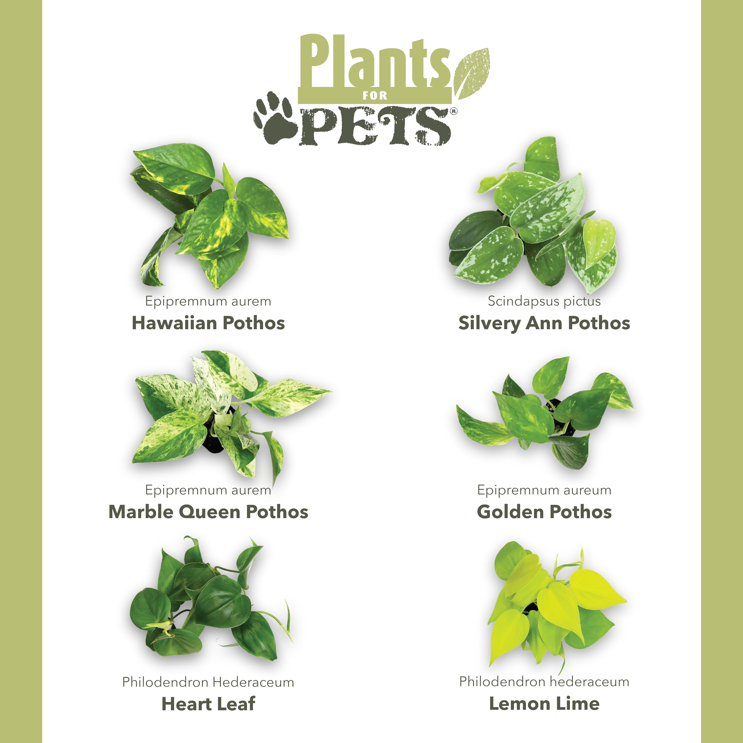 Plants for Pets Heartleaf Philodendron lush vines for bookcases