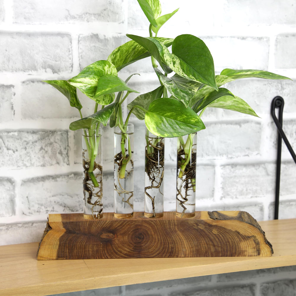 Plants for Pets Lemon Lime Neon Philodendron bright foliage on desks