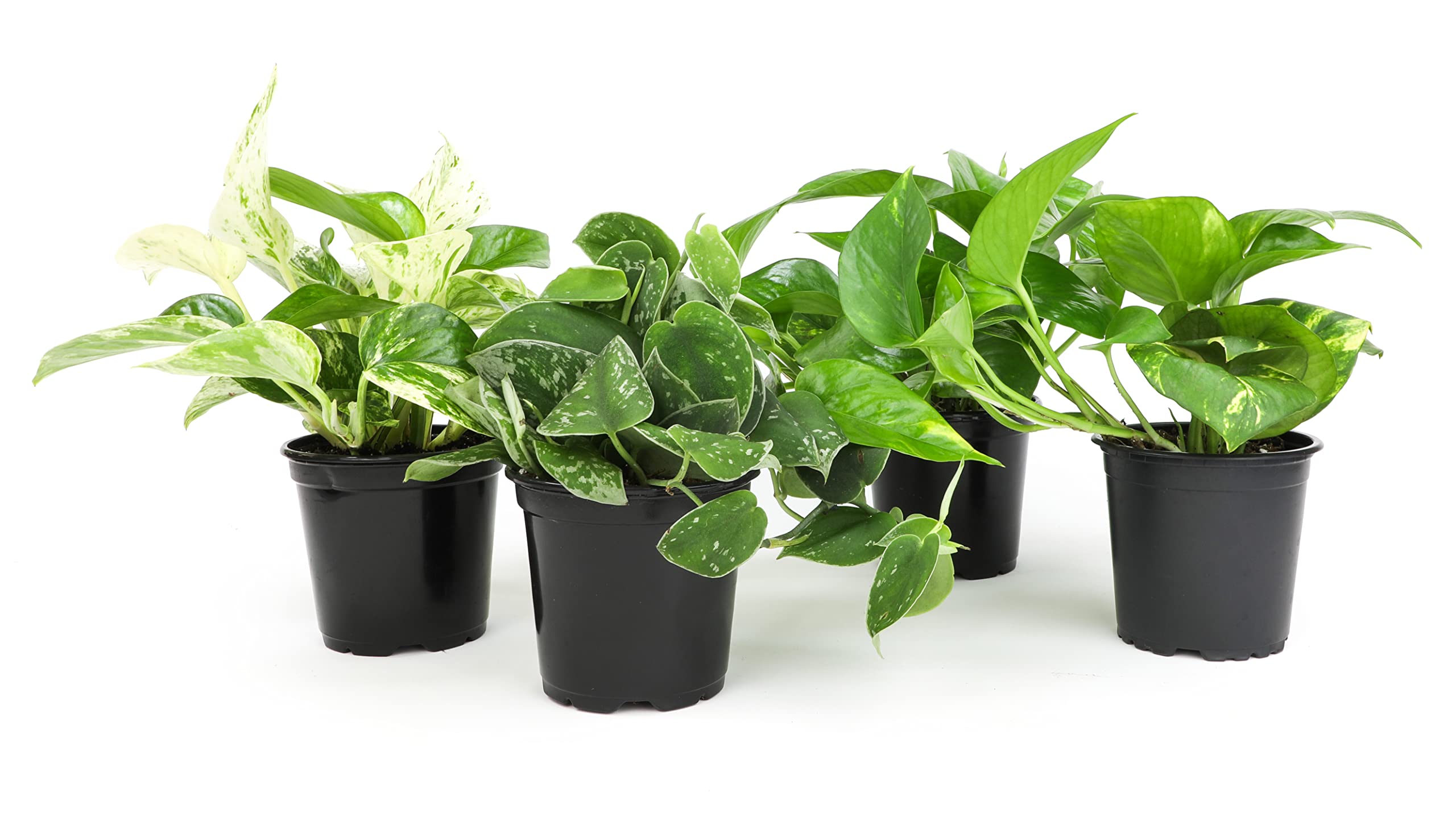Plants for Pets live pothos 4-pack adds lush indoor greenery.