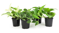 Plants for Pets live pothos 4-pack adds lush indoor greenery.