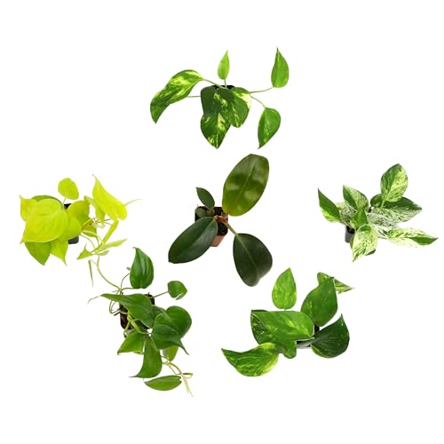 Plants for Pets Marble Queen pothos leaves with variegation