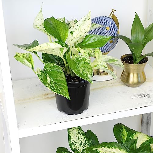 Plants for Pets marble queen pothos variety enhances variegation appeal.