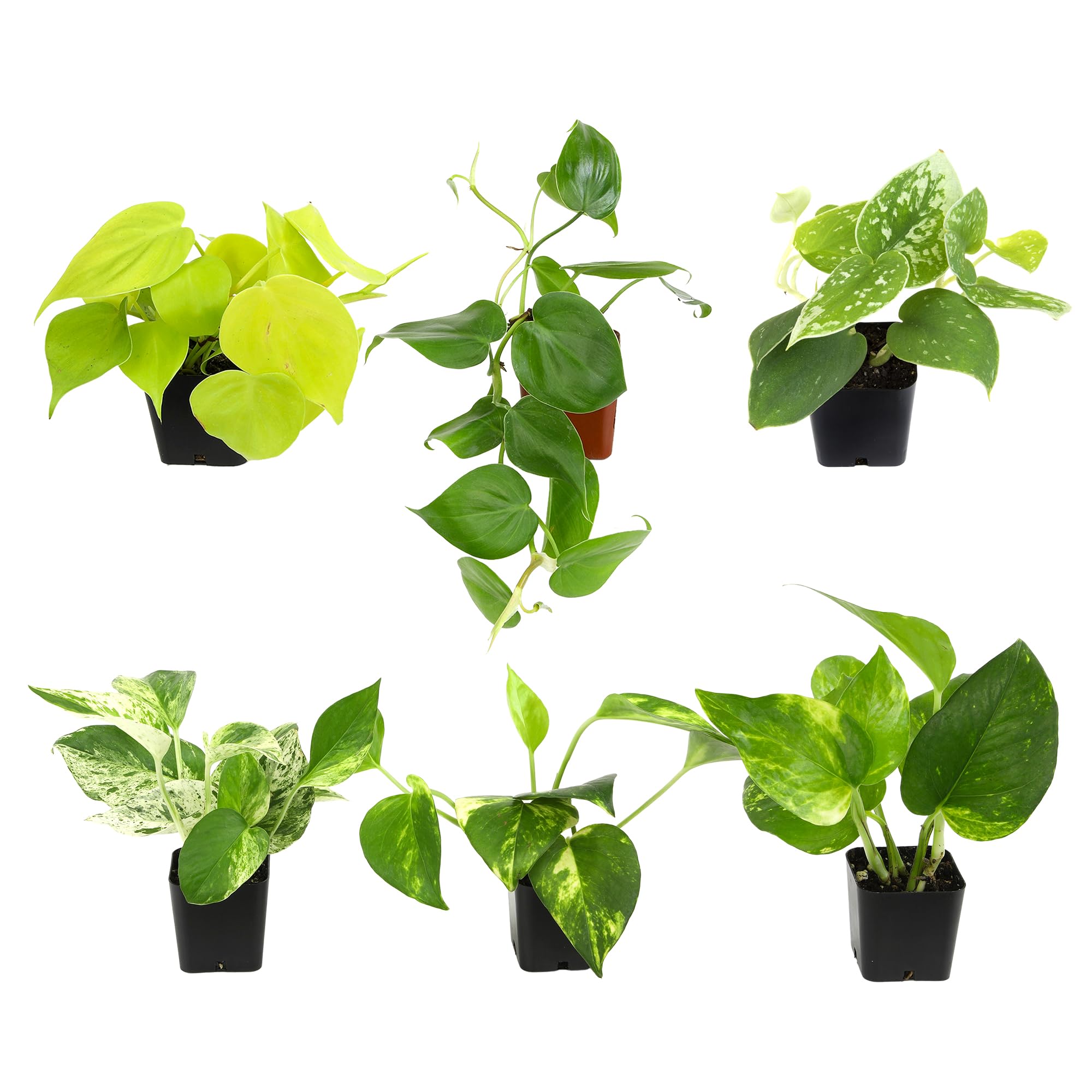 Plants for Pets Plentiful Pothos 6-Pack cascading vines for shelves or hanging decor