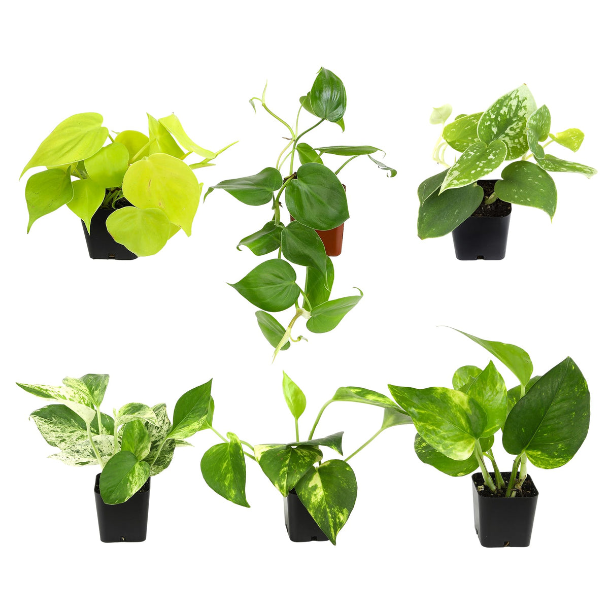 Plants for Pets Plentiful Pothos 6-Pack cascading vines for shelves or hanging decor