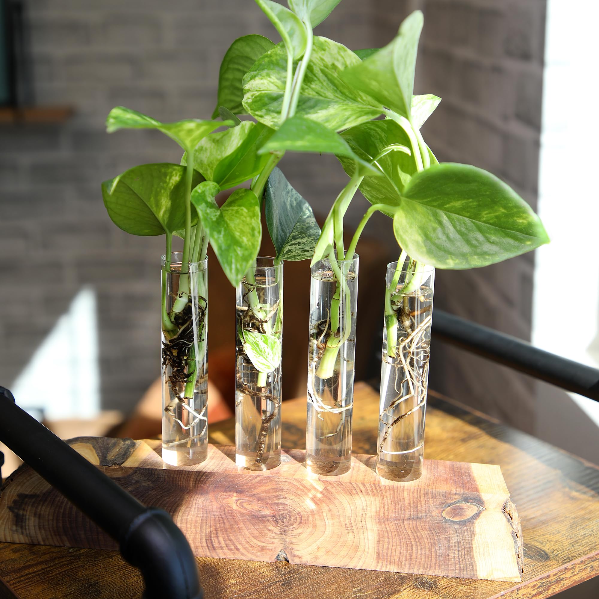 Plants for Pets Pothos variety assortment for easy care
