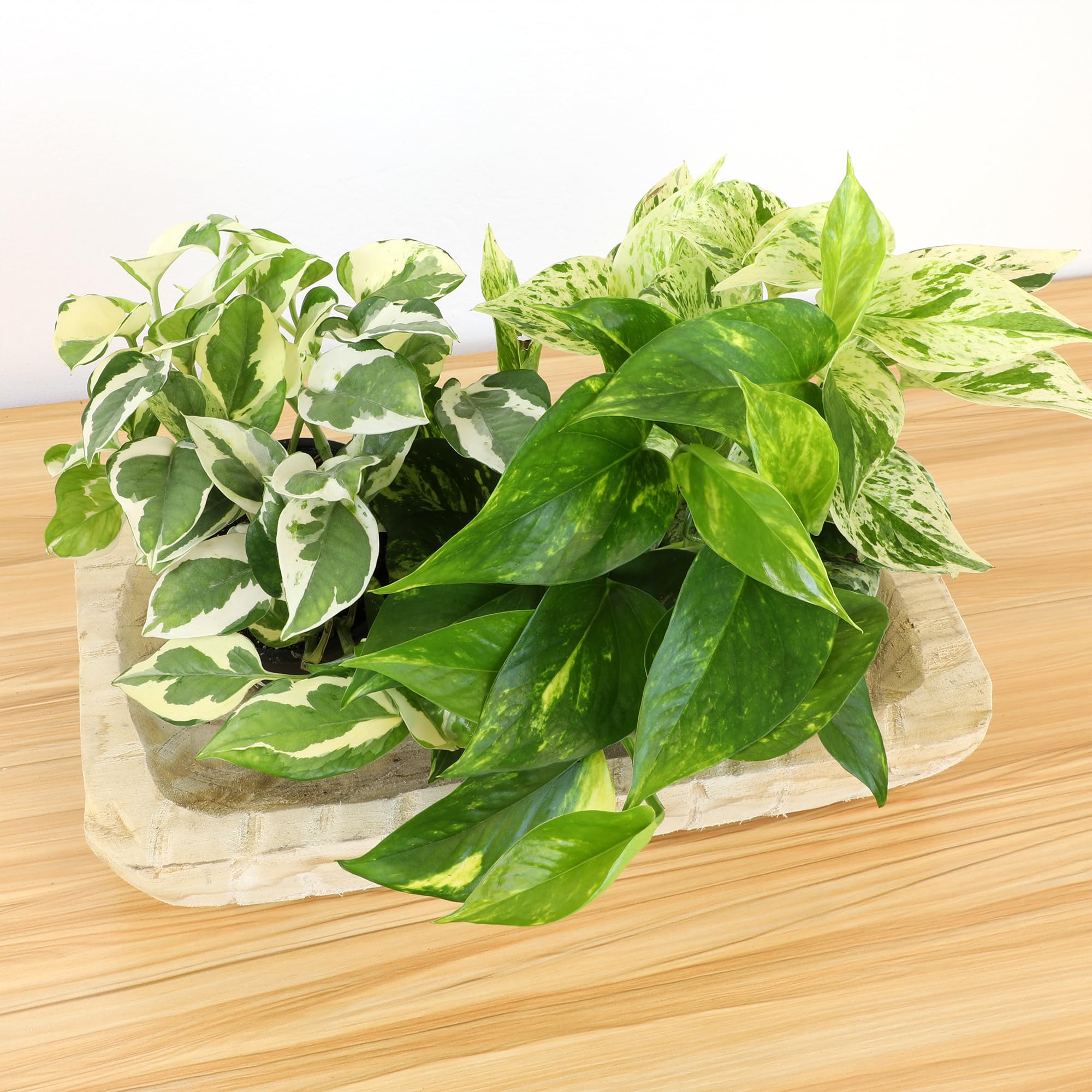 Plants for Pets pothos vines help soften interiors with grace.