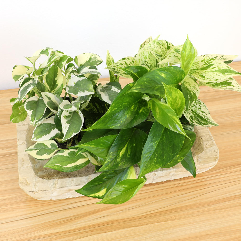 Plants for Pets pothos vines help soften interiors with grace.