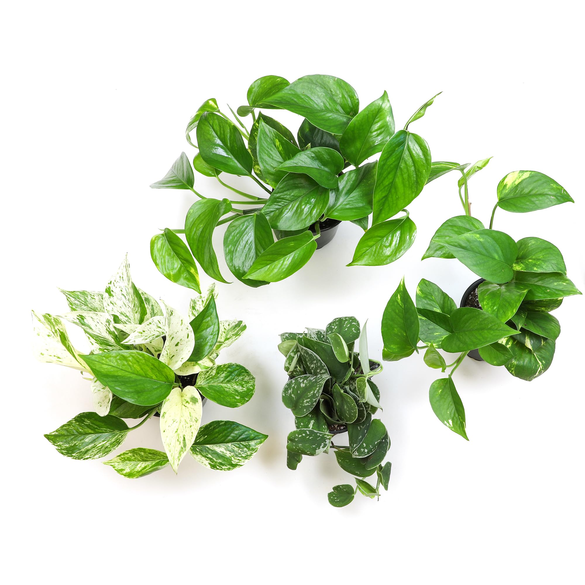 Plants for Pets pothos in window planter brightens sunny corners.
