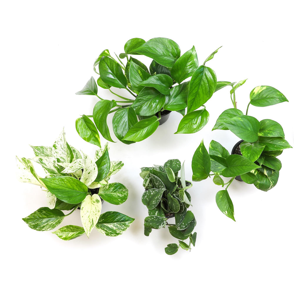 Plants for Pets pothos in window planter brightens sunny corners.