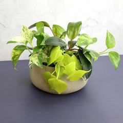 Plants for Pets Silver pothos vines brightening desks and shelves