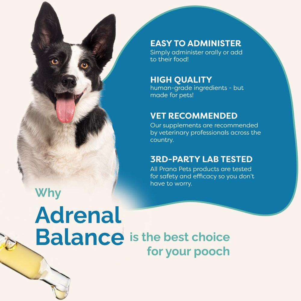 Active dog after taking Adrenal Balance supports energy and stamina.