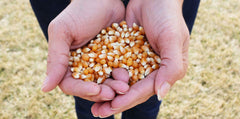 Preferred Popcorn Organic popcorn in a bowl ready for toppings.