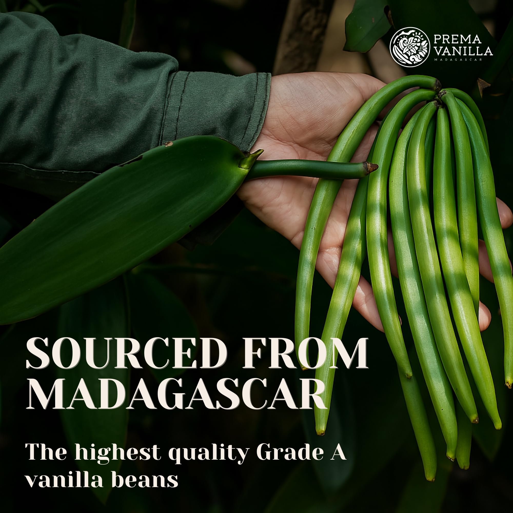 PREMA VANILLA Madagascar bourbon pods 14-18 cm for intense aroma.