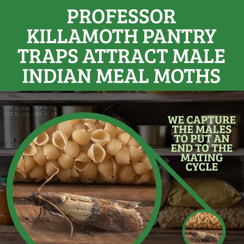 Professor Killamoth traps on pantry shelf demonstrate continuous protection for cereals and grains.