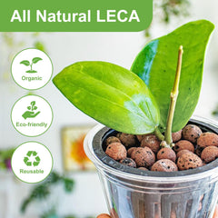 Hydroponics setup using Pulovin LECA for aerated roots